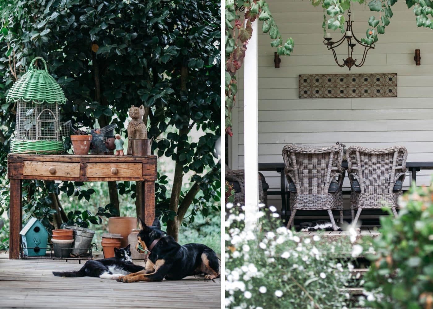 Old wooden table on a verandah with various niknaks including an old birdcage. Dog at cat lounging underneath.